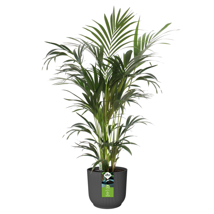 all-in-1 brussel rond 25 + swi 24 anthracite